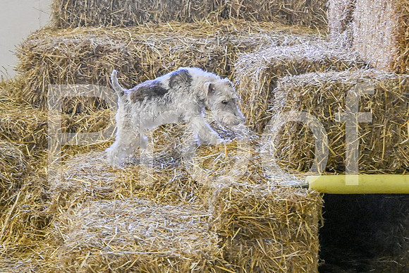 NBP_Barn hunt-485