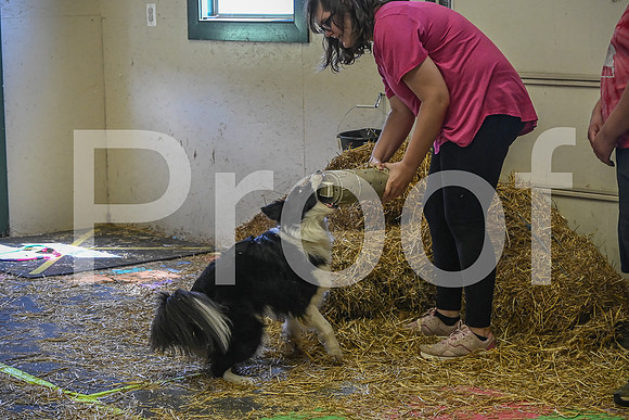 NBP_Barn hunt-348