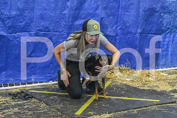 NBP_Barn hunt-139