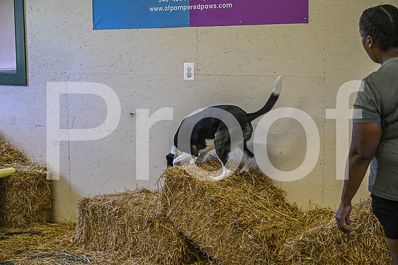 NBP_Barn hunt-210