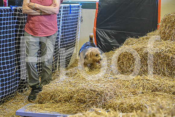 NBP_Barn hunt-334