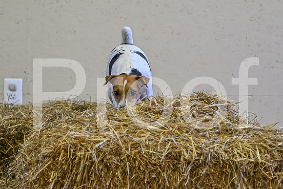 NBP_Barn hunt-95