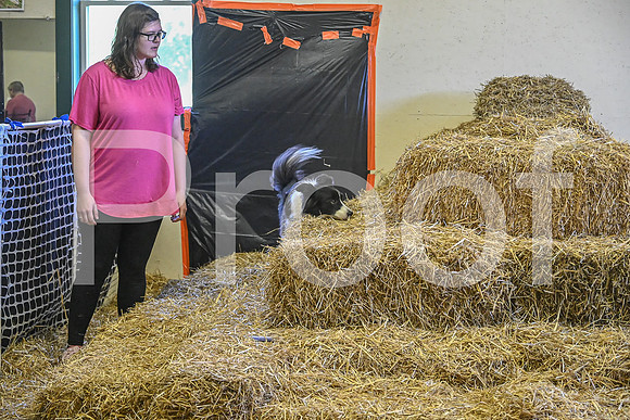 NBP_Barn hunt-355