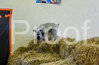 NBP_Barn hunt-4
