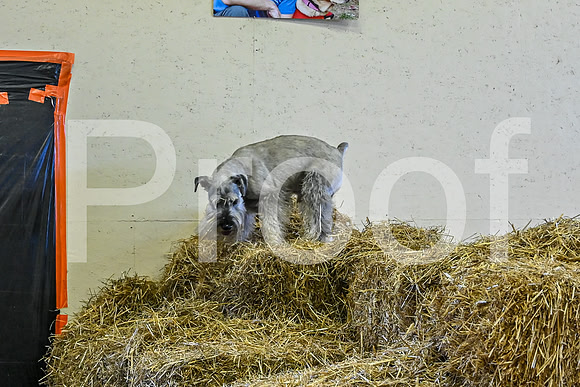 NBP_Barn hunt-4