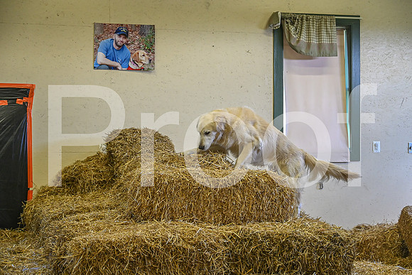 NBP_Barn hunt-364