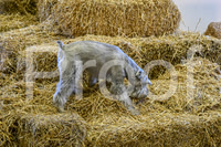 NBP_Barn hunt-3