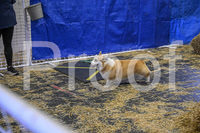 NBP_Barn hunt-415