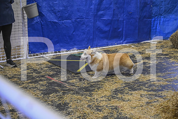 NBP_Barn hunt-415