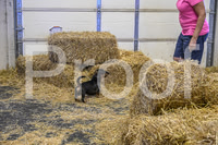 NBP_Barn hunt-257