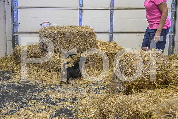 NBP_Barn hunt-257