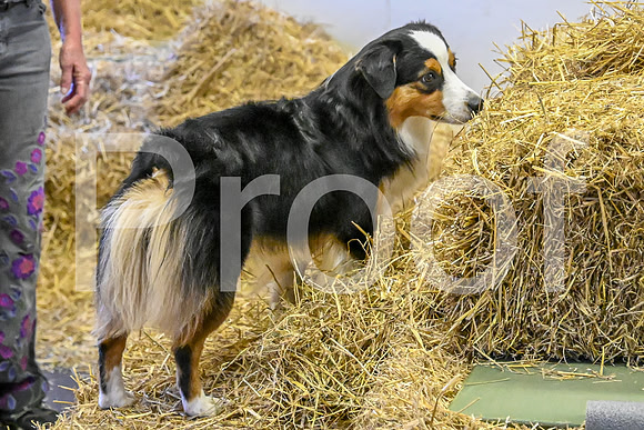 NBP_Barn hunt-58