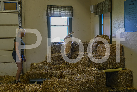 NBP_Barn hunt-404