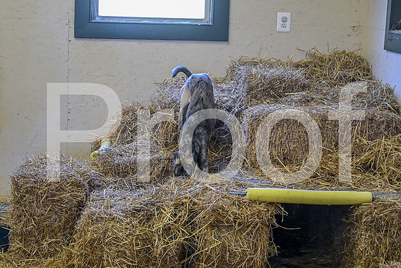 NBP_Barn hunt-155