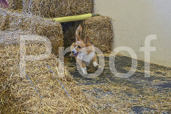 NBP_Barn hunt-498