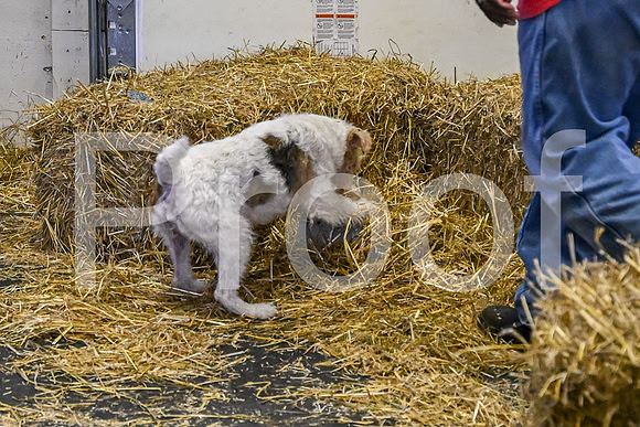 NBP_Barn hunt-104