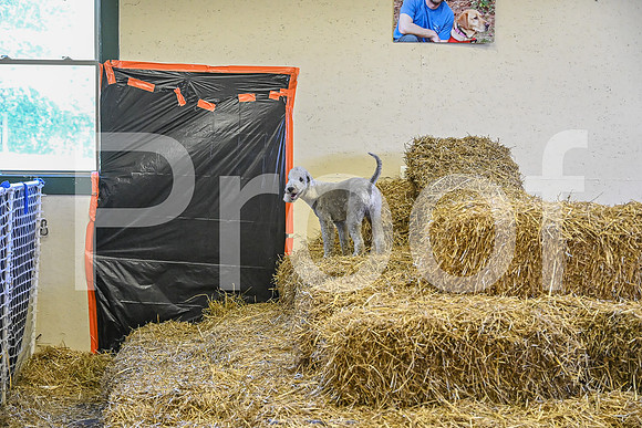 NBP_Barn hunt-288