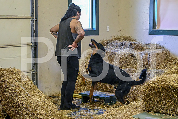 NBP_Barn hunt-152
