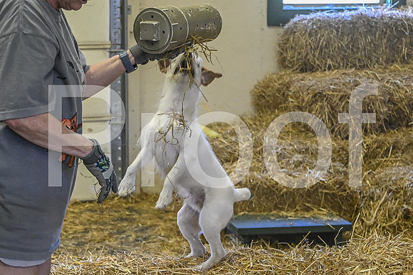NBP_Barn hunt-480