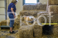 NBP_Barn hunt-411
