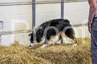 NBP_Barn hunt-54