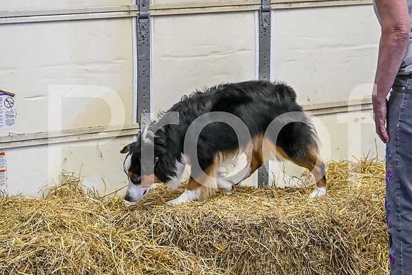 NBP_Barn hunt-54