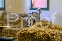 NBP_Barn hunt-76