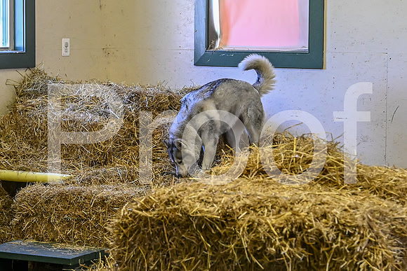 NBP_Barn hunt-76