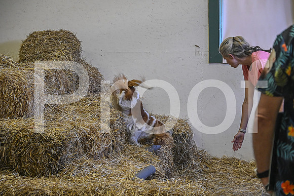 NBP_Barn hunt-394