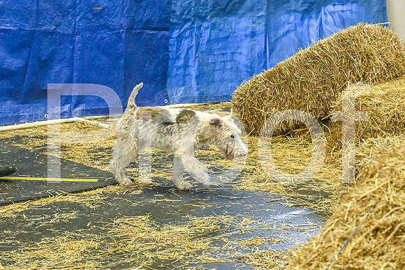 NBP_Barn hunt-483