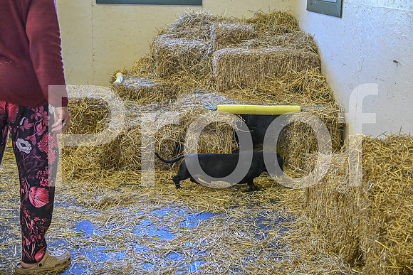 NBP_Barn hunt-174
