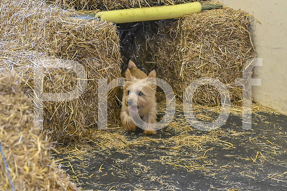 NBP_Barn hunt-449