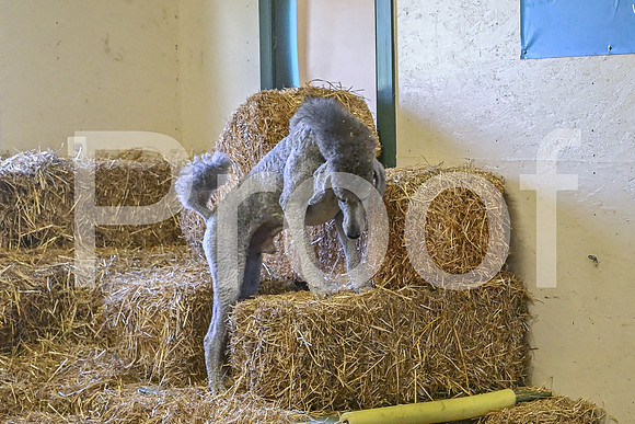 NBP_Barn hunt-461