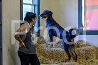 NBP_Barn hunt-65