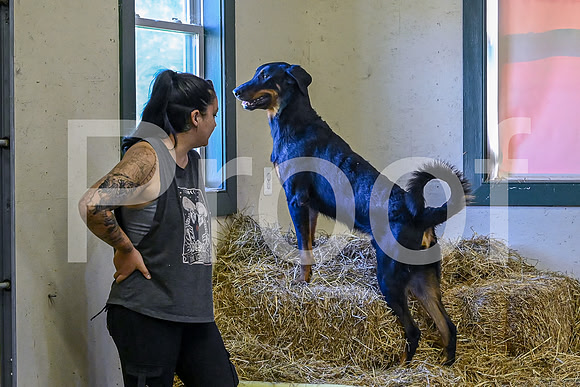 NBP_Barn hunt-65