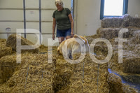 NBP_Barn hunt-398