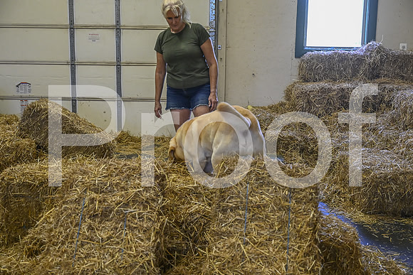 NBP_Barn hunt-398