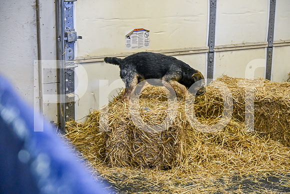 NBP_Barn hunt-101