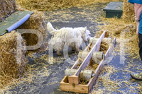 NBP_Barn hunt-43