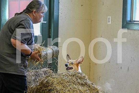 NBP_Barn hunt-68