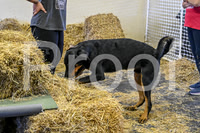 NBP_Barn hunt-67