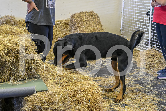 NBP_Barn hunt-67