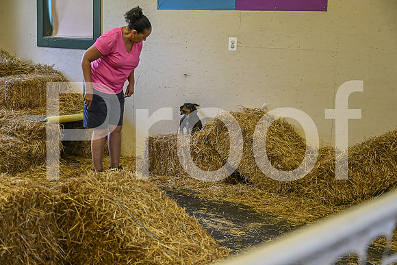NBP_Barn hunt-264