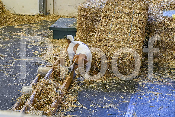 NBP_Barn hunt-19