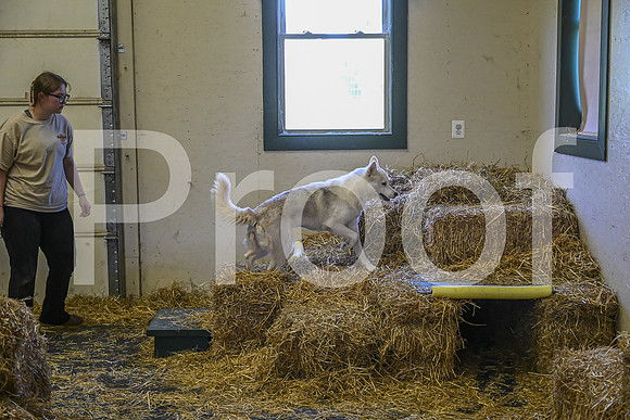 NBP_Barn hunt-311