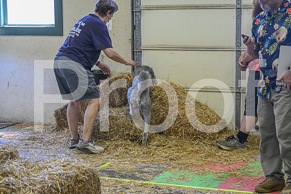 NBP_Barn hunt-320