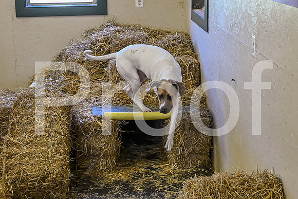 NBP_Barn hunt-49