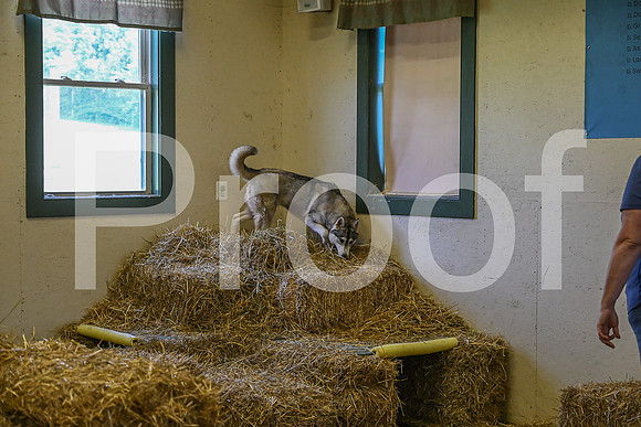 NBP_Barn hunt-226