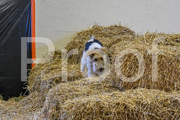 NBP_Barn hunt-9