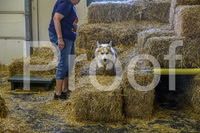 NBP_Barn hunt-414